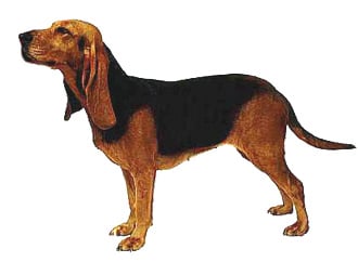   , --,   c http://dogdetails.files.wordpress.com/2009/10/89-bruno-jura-hound-dog.jpg