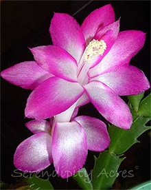 кактус Шлюмбергера усеченная (Schlumbergera truncata), фото, фотография с http://serendipityacres.com/