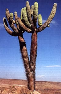    (Browningia candelaris), ,   http://columnar-cacti.org/