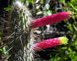    (Cleistocactus smaragdiflorus), ,   http://cactusclub.kakt.info/