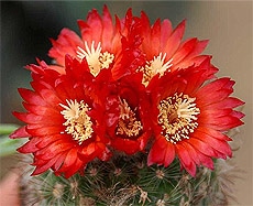   (Parodia sangiainiflora), ,   http://image59.webshots.com/