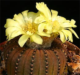    (Frailea castanea), ,   http://cactus-art.biz/