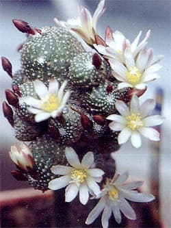    (Blossfeldia liliputana), ,   http://lapshin.org/