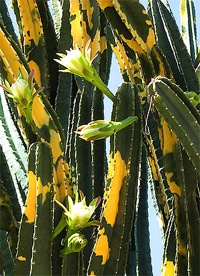    (Cereus jamacaru), ,   http://farm1.static.flickr.com/