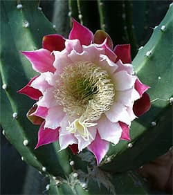    (Cereus forbesii), ,   http://botanik.uni-karlsruhe.de/