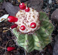   - (Melocactus caesius), ,   http://cactus-succulents.com/