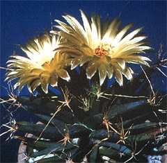    (Leuchtenbergia principis), ,   http://plantanswers.tamu.edu/
