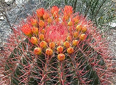    (Ferocactus stainesii var. pilosus), ,   http://koehres-kaktus.de/