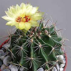    (Hamatocactus setispinus), ,   http://cactuslove.ru/