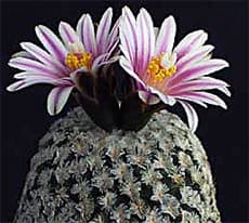    (Gymnocactus valdezianus), ,   http://cactusclub.kakt.info/