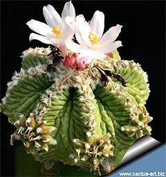    (Aztekium ritteri), ,   http://cactus-art.biz/