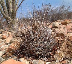    (Ancistrocactus scheerii), ,   http://koehres-kaktus.de/