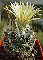    (Neobesseya similis), ,   http://cactuslove.ru/