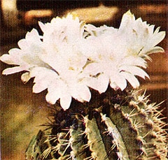 кактус Гимнокалициум михановичи (Gymnocalycium mihanovichii), фото, фотография