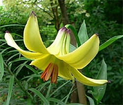 лилия монодельфум, лилия однобратственная (Lilium monadelphum), фото, фотография с http://www.kalle-k.dk/