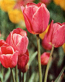 тюльпаны, фото, фотография