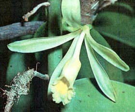 орхидея ваниль, фото, фотография