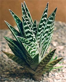  ,   (Aloe variegata), ,   http://www.lapshin.org/,  