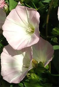 калистегия, повой пушистый (Calystegia macrostegia), фото, фотография с http://www.laspilitas.com/, растения цветы