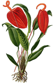   (Anthurium scherzerianum), ,   http://www.chartingnature.com/,  