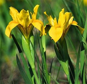  ,   (Iris humilis), ,   http://www.koroser.hu/,  