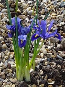  ,   (Iris reticulatum, Iris reticulata), ,   http://www.palantir.co.uk/,  