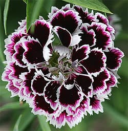    (Dianthus chinensis var. heddewigii),    flickr.com,  