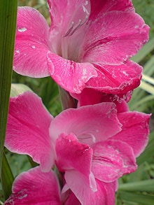 гладиолус, шпажник (Gladius), фото фотография www.zooclub.ru, цветы растения