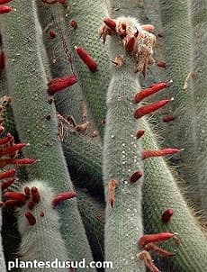   (Cleistocactus strausii), ,   http://www.plantesdusud.com/