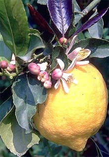 лимон (Citrus limon), фото, фотография с http://www.tropicaflore.com/