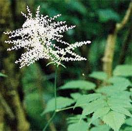  (Aruncus dioica), ,   http://www.floralimages.co.uk/