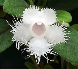 эписция гвоздикоцветная (Episcia dianthiflora), фото, фотография с flickr.com, растения цветы