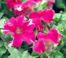 петуния садовая (Petunia hybrida), фото, фотография с http://www.hermansgallery.com/