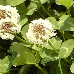 клевер белый (Trifolium repens), фото, фотография www.zooclub.ru