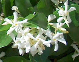 трахелоспермум жасминовидный (Trachelospermum jasminoides), фото, фотография с www.agraria.org