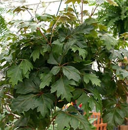 циссус ромболистный (Cissus rhombifolia), фото, фотография с www.oazis.hu