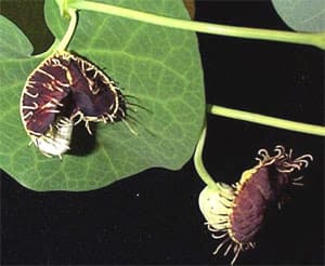 ,  (Aristolochia fimbriata), ,   www.plantoftheweek.org