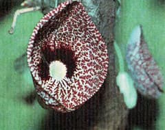 ,   (Aristolochia elegans), , 