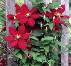 ,  (Clematis), ,   www.readwritethink.org