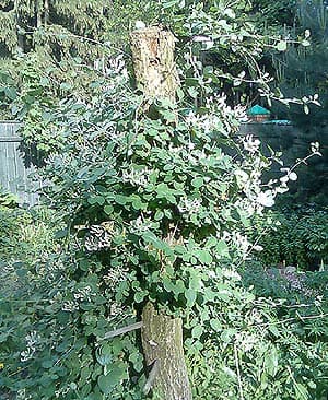   (Lonicera caprifolium), , 