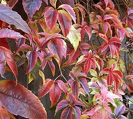   (Parthenocissus quinquefolia), ,   www.nzplantpics.com