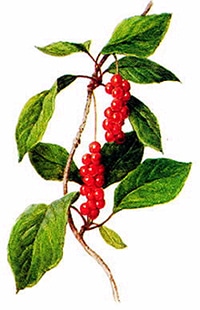   (Schizandra chinensis), ,   http://bylinkarna.wbs.cz/