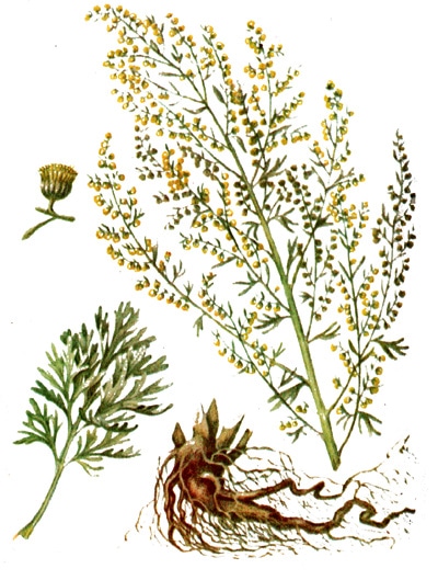 Полынь горькая, горькая полынь (Artemisia absinthium), рисунок картинка