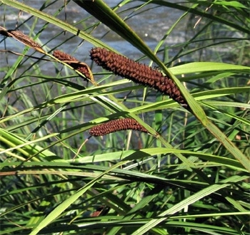  ,   (Carex acuta),  
