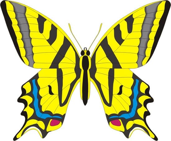 бабочка махаон, клипарт