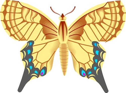 бабочка, клипарт