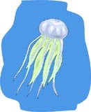 медуза, клипарт
