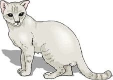 бирма кошка, клипарт