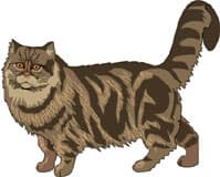 персидская кошка, клипарт