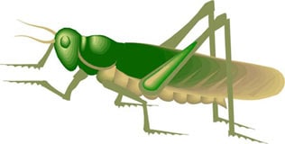 саранча перелетная или обыкновенная, цикада, клипарт